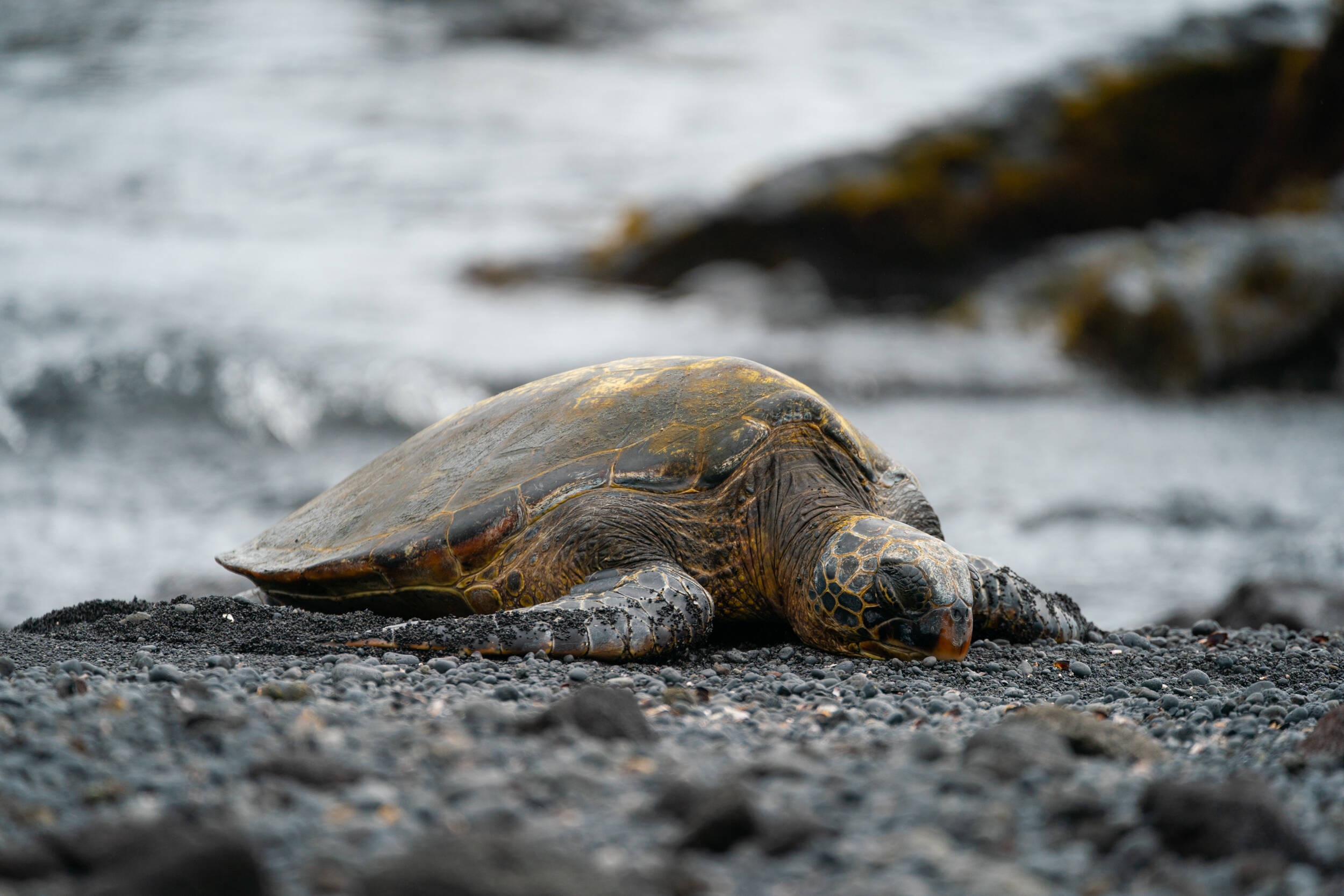 Hawaiian Green Sea Turtle
